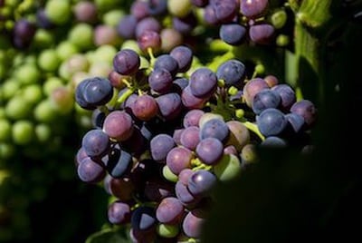 Grandes Vinos druiven